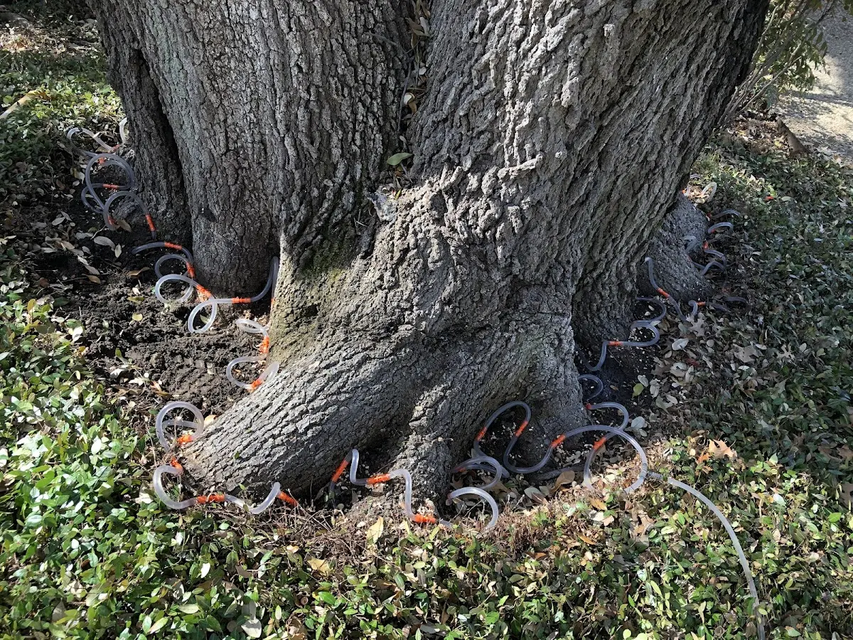 Detailed Tree Cabling and Bracing job site in Loganton